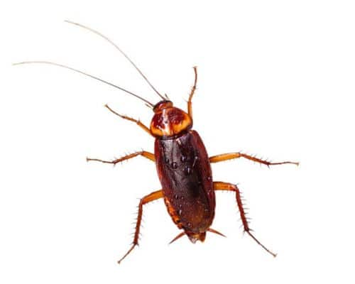Cockroach nymphs - nymphes de coquerelle