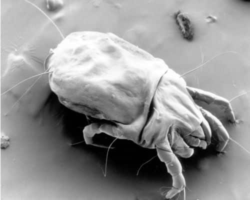 Dust mite - acariens