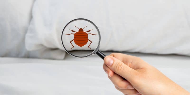 How And Where To Find Bed Bugs
