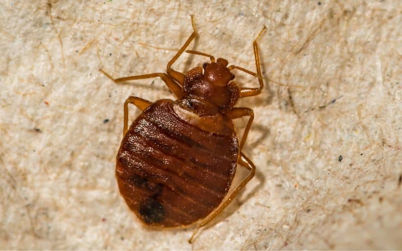 about bed bugs appearance