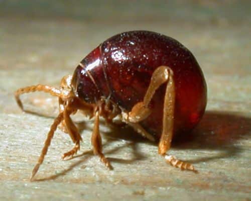 spider beetle - ptine