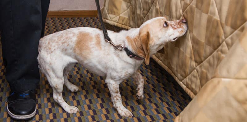 inspection canine des punaises de lit pour hotels - prévenir les infestations de punaises de lit dans un hôtel