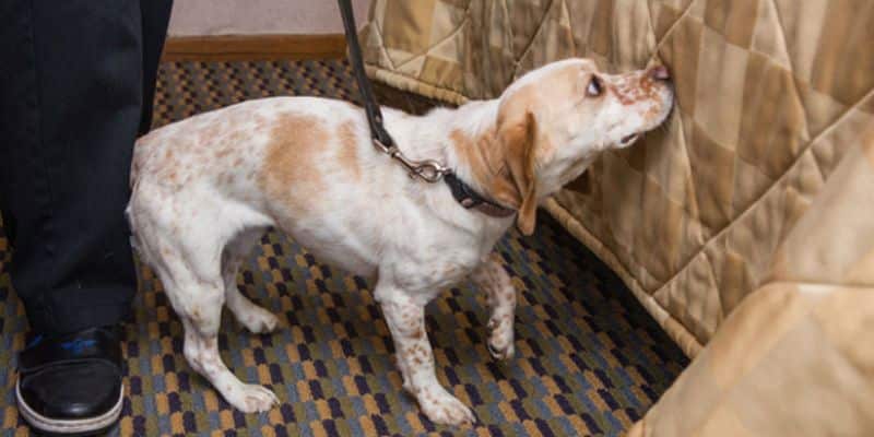 Bed Bug Sniffing Dogs For Effective In Bed Bug Detection