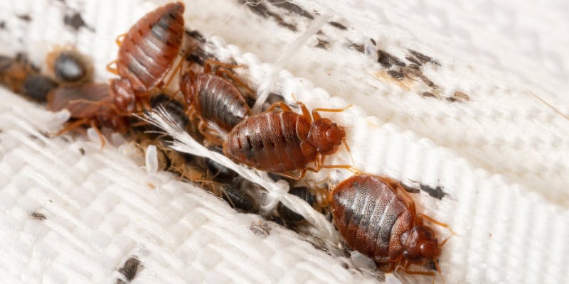 bed bug infestation and how to hire the best bug exterminator