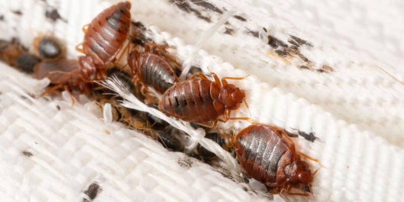 Killing Bed Bugs With Heat